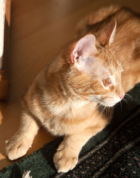 Chaikins of Bellingham Powered by